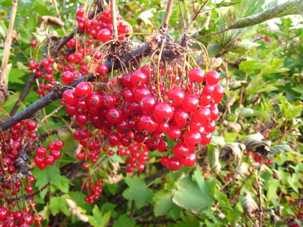 Redcurrant (NO: rips, LAT: Ribes rubrum)