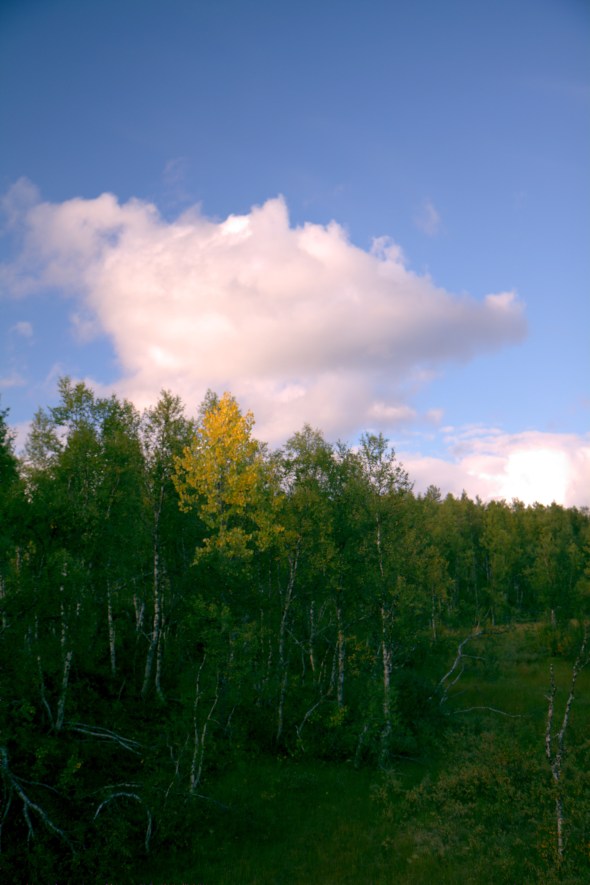 Ordinary Norwegian Birch (Betula pubescens) in it's autumns colours