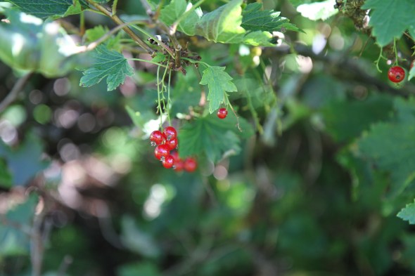 Redcurrant (Norwegian: Rips, Latin: Ribes ruber)