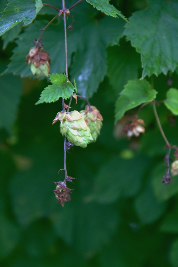 Hops - close up