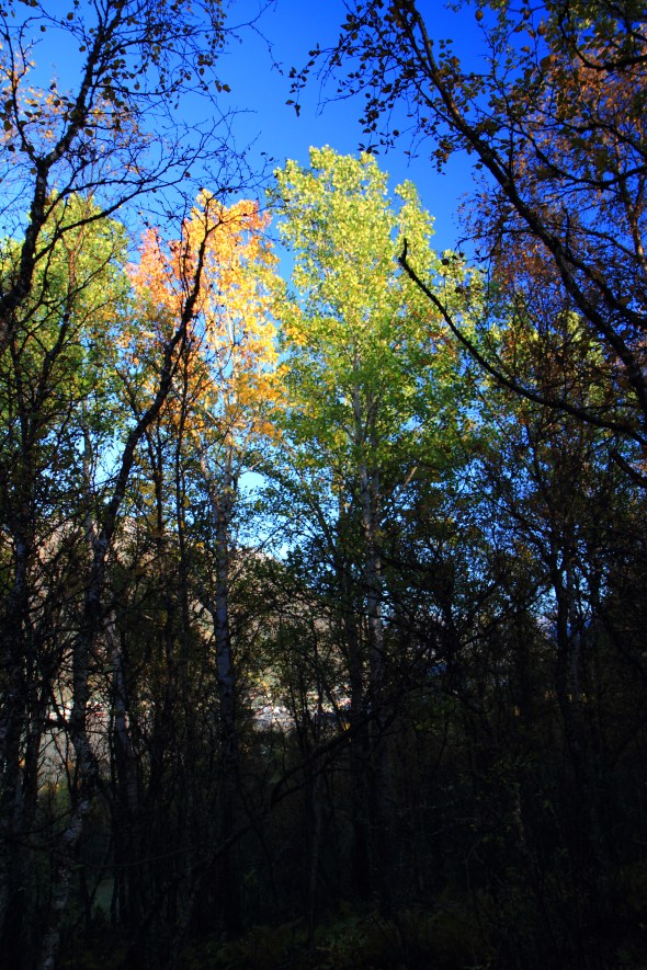 Common Aspen - Populus tremula (local dialect: Osp) - has stored it's chlorophyll for the winter. This photo was shot today.