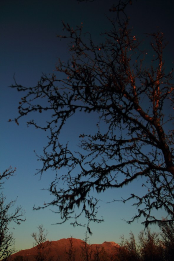 Treskjegg - "treebeard" - hanging from a birch. This is actually a lichen - a symbiosis between a mycobiont and a photobiont