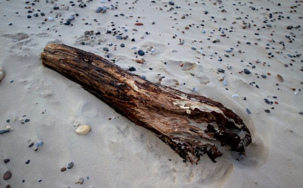 A piece of driftwood worn and torn by the relentless tumbling of the North Sea and the sand
