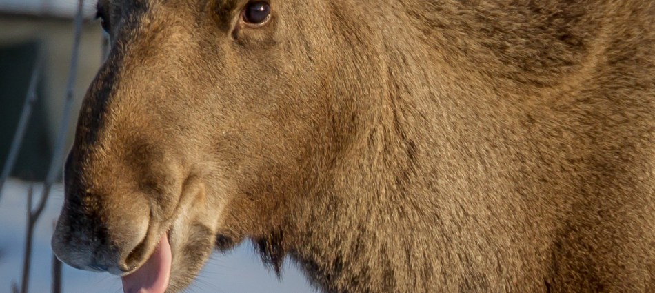 Young Female Moose trimming the tree buds in between the houses