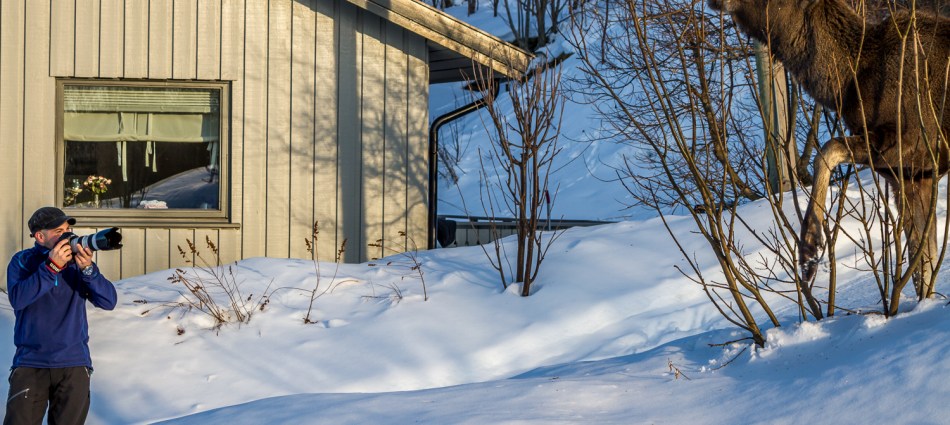 That's close enough mate! Neighbor taking a close-up of the local moose